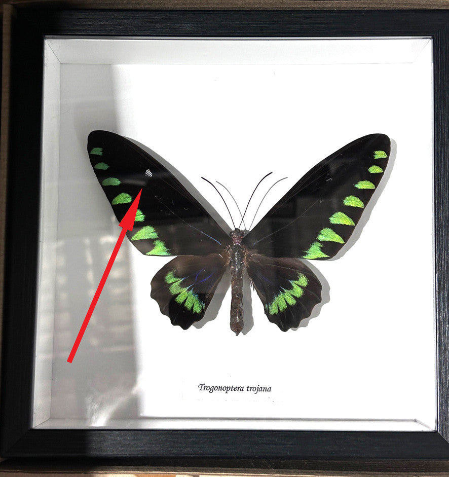 Trogonoptera trojana ( special )