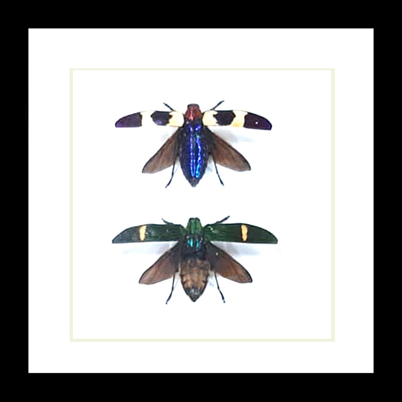 Beetle 2 # ( special )