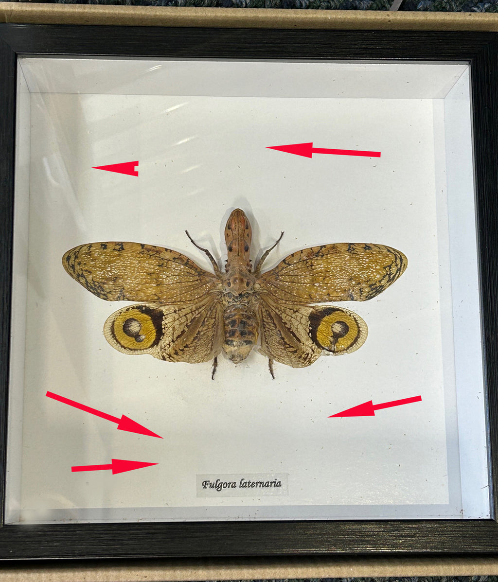Fulgora laternaria ( special )