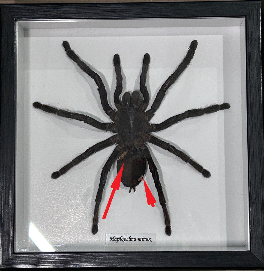 Haplopelma minax # 20 ( special )