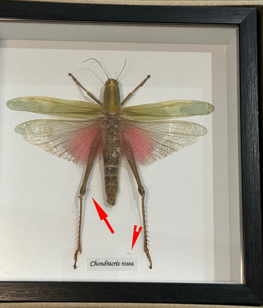 Chondracris rosea  grasshopper # 7 ( special )