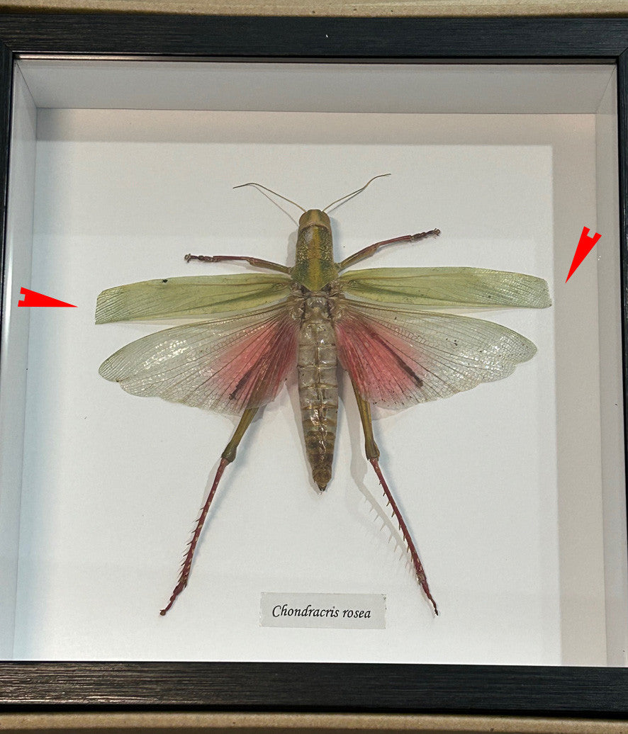 Chondracris rosea  grasshopper # 8 ( special )