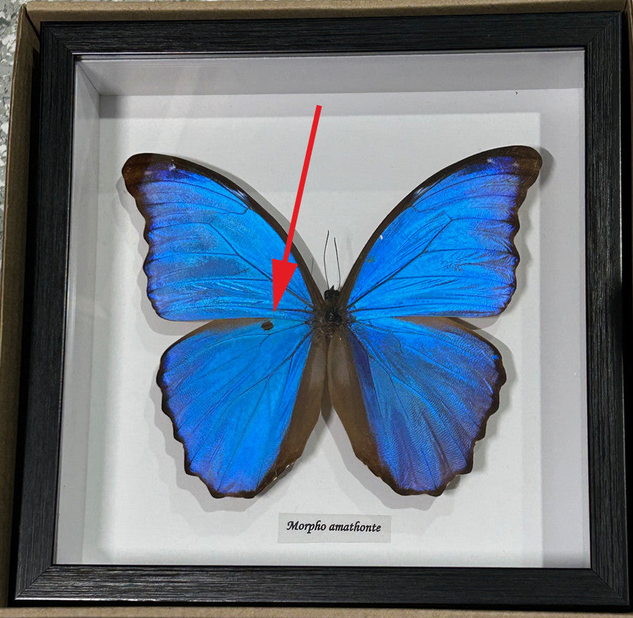 Morpho amathonte  # 5 ( special )