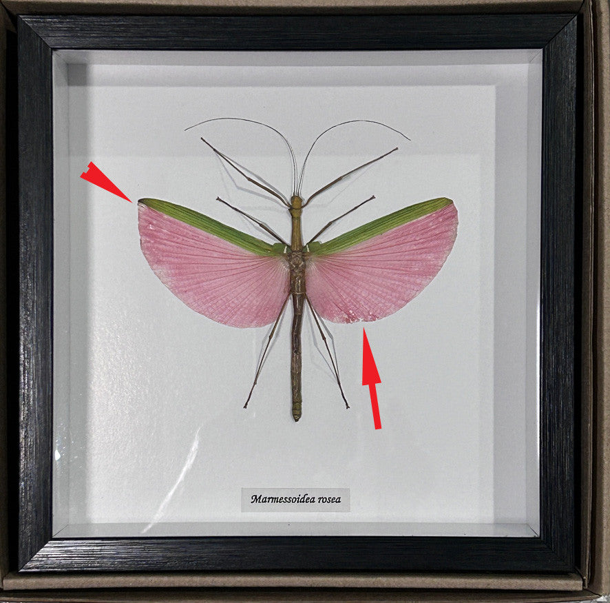 Marmessoidea rosea # RE  ( special )