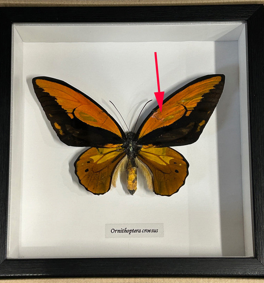 Ornithoptera croesus ventral label front # 2 ( special )