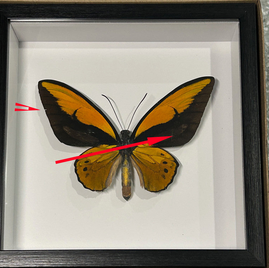 Ornithoptera croesus dorsal label back ( special )
