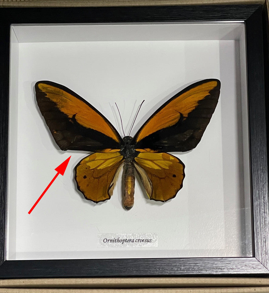 Ornithoptera croesus dorsal label front  ( special )
