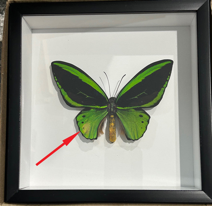Ornithoptera priamus poseidon MALE # 13 ( special )