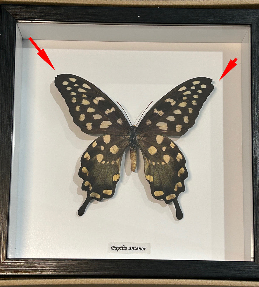 Papilio antenor # 8 ( special )