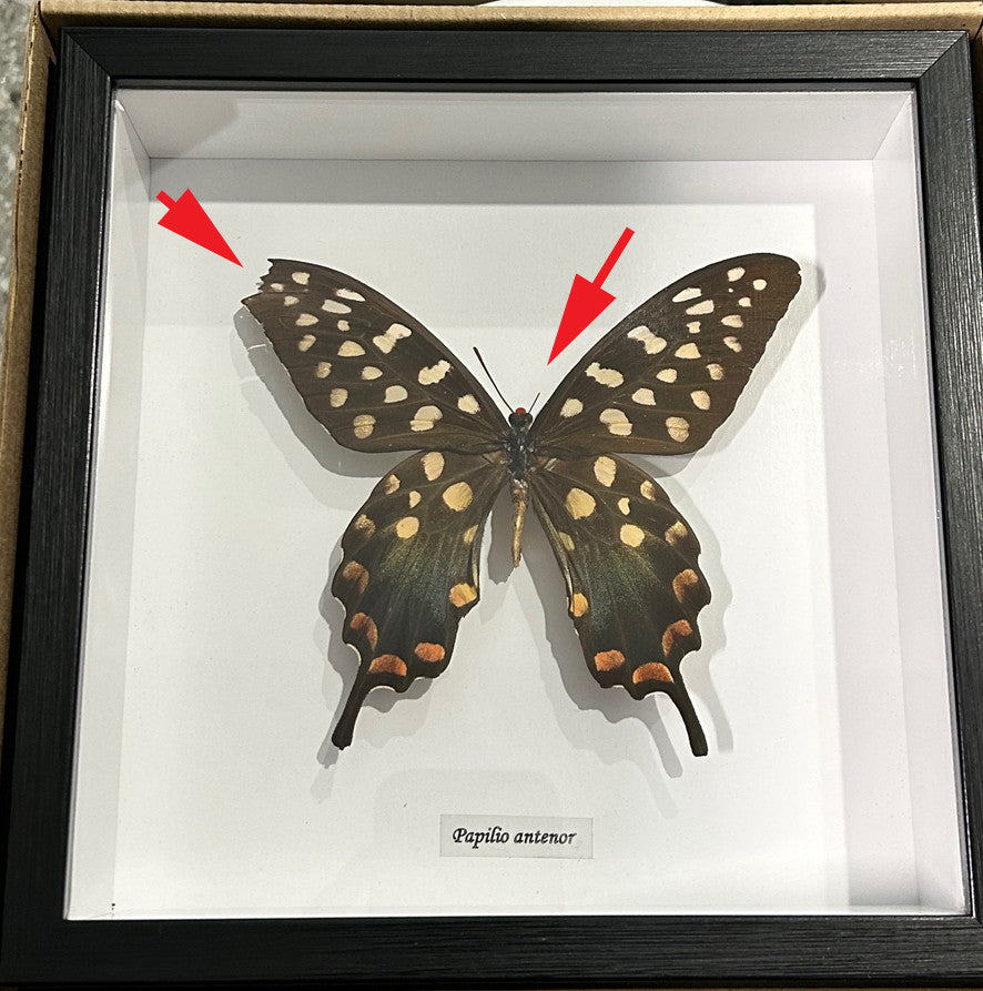 Papilio antenor # G7 ( special )