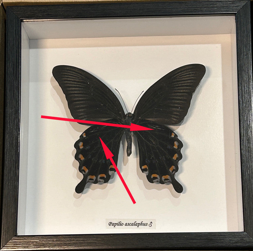 Papilio ascalaphus ventral ( special )