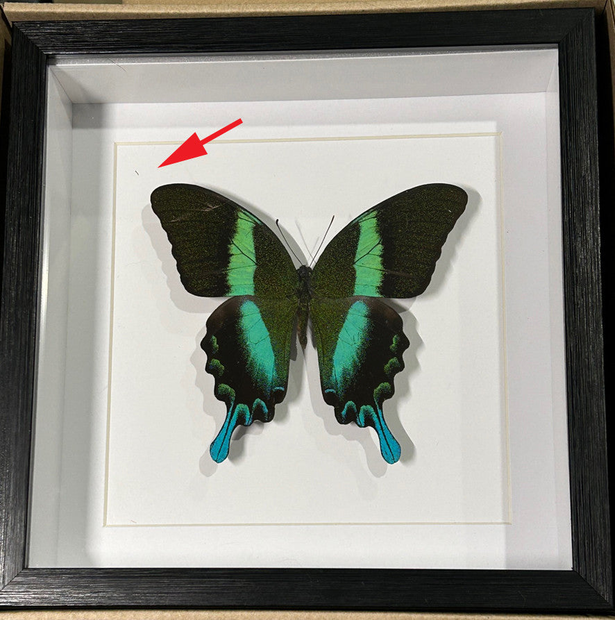 Papilio blumei  ( special )
