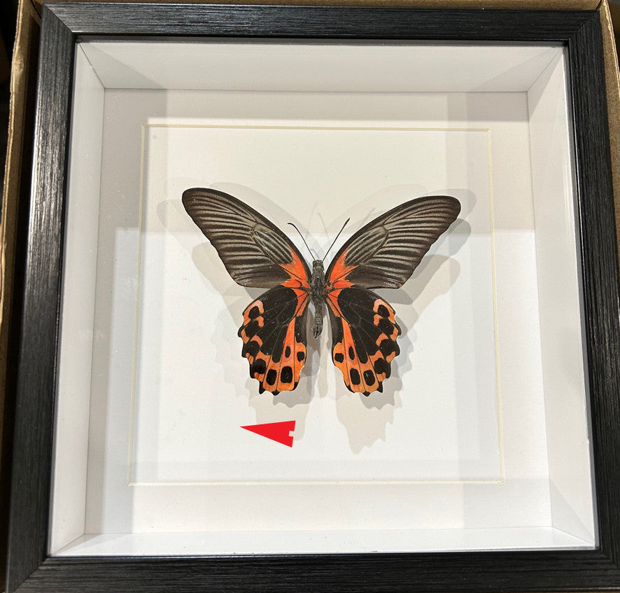 Papilio rumanzovia Male ventral # G2 ( special )