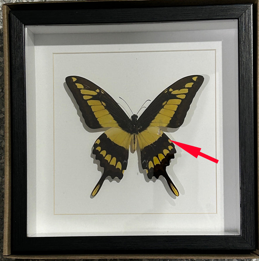 Papilio thoas matt  # 55 ( special )