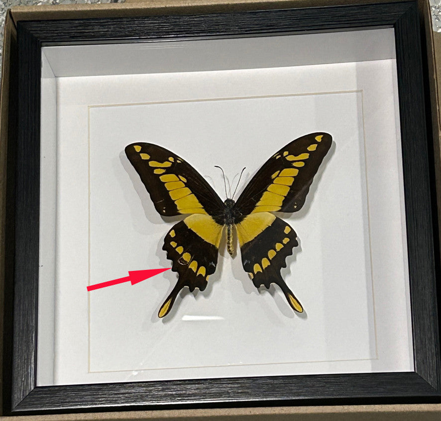 Papilio thoas matt ( special )