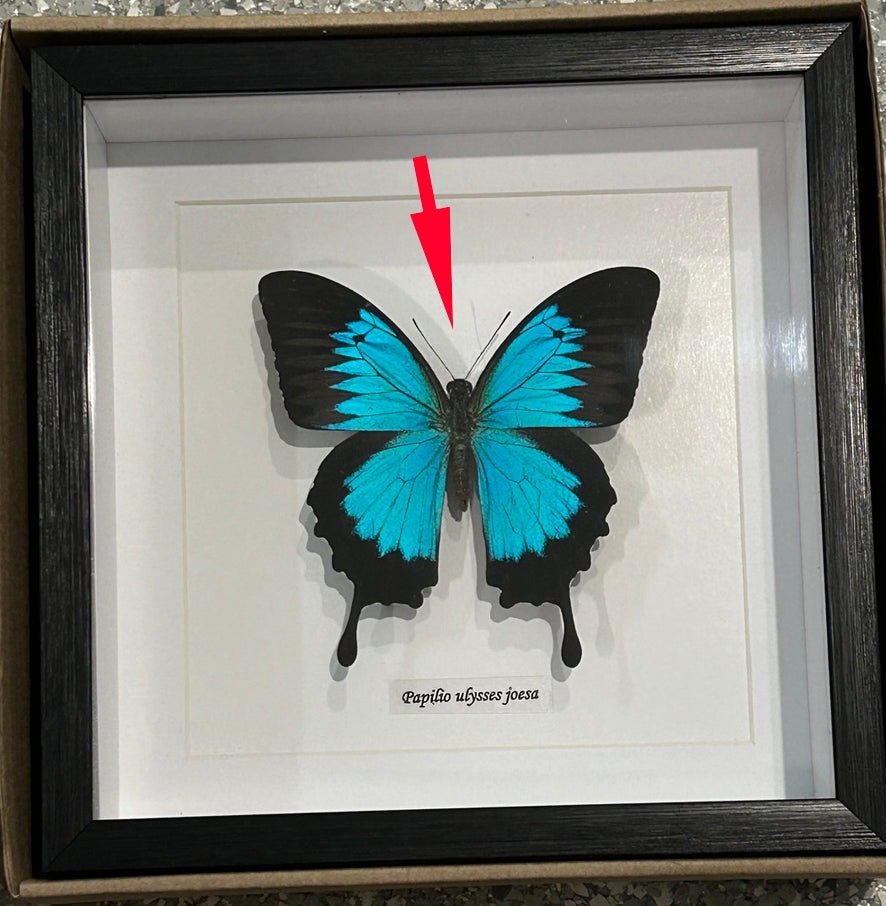 Papilio ulysses joesa matt # 9 ( special )