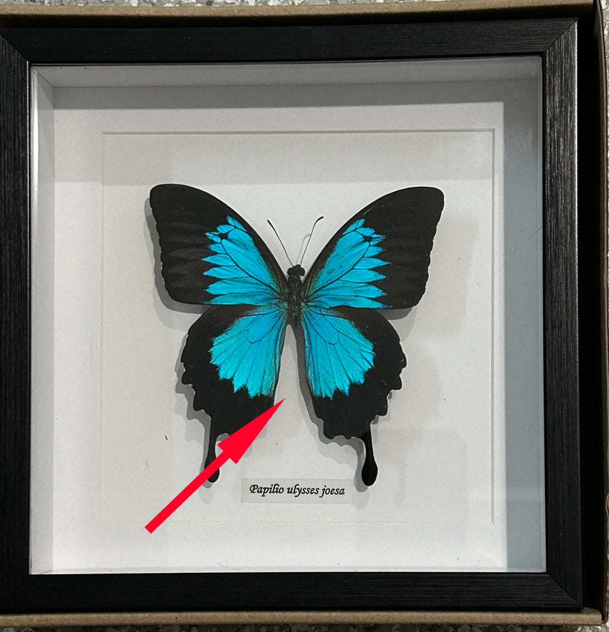Papilio ulysses joesa matt # 8 ( special )