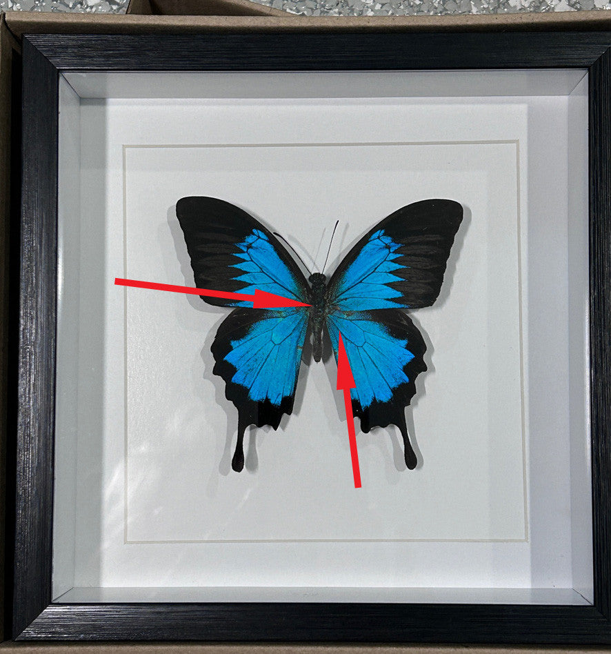 Papilio ulysses matt   # RV ( special )