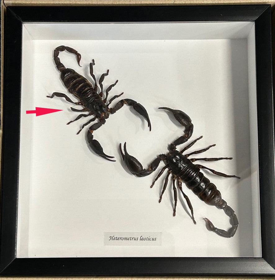 Scorpion duo # A ( special )