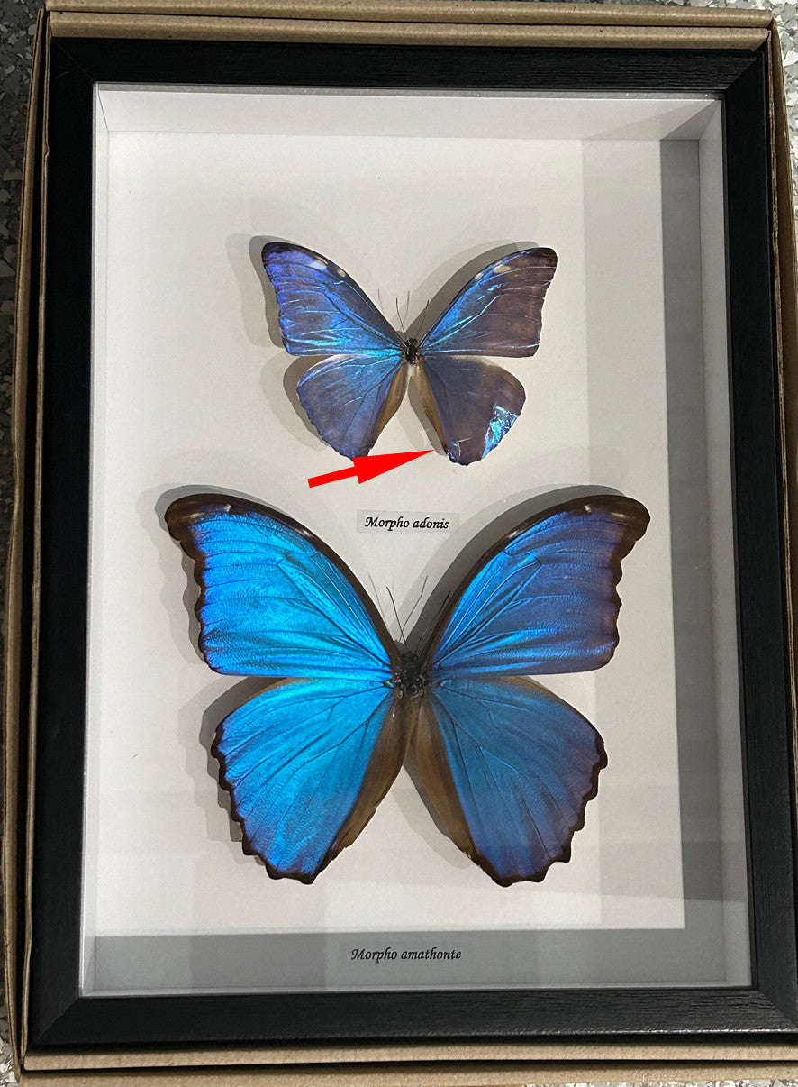 Morpho combo C # T5 ( special )
