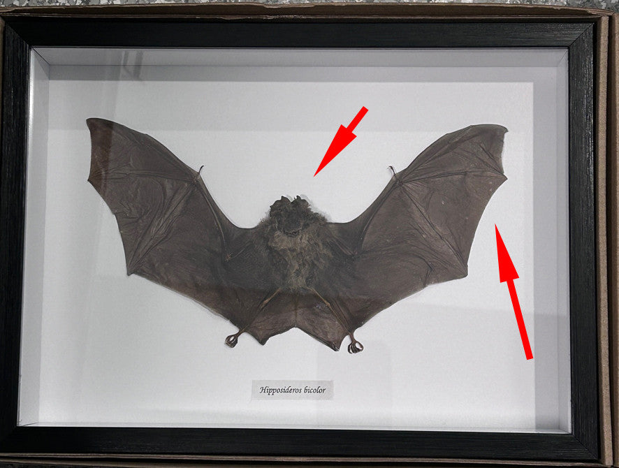 Hipposideros bicolor bat #55 ( special )