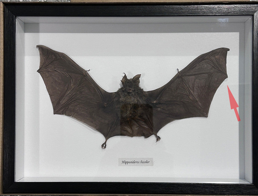 Hipposideros bicolor bat # 56 ( special )