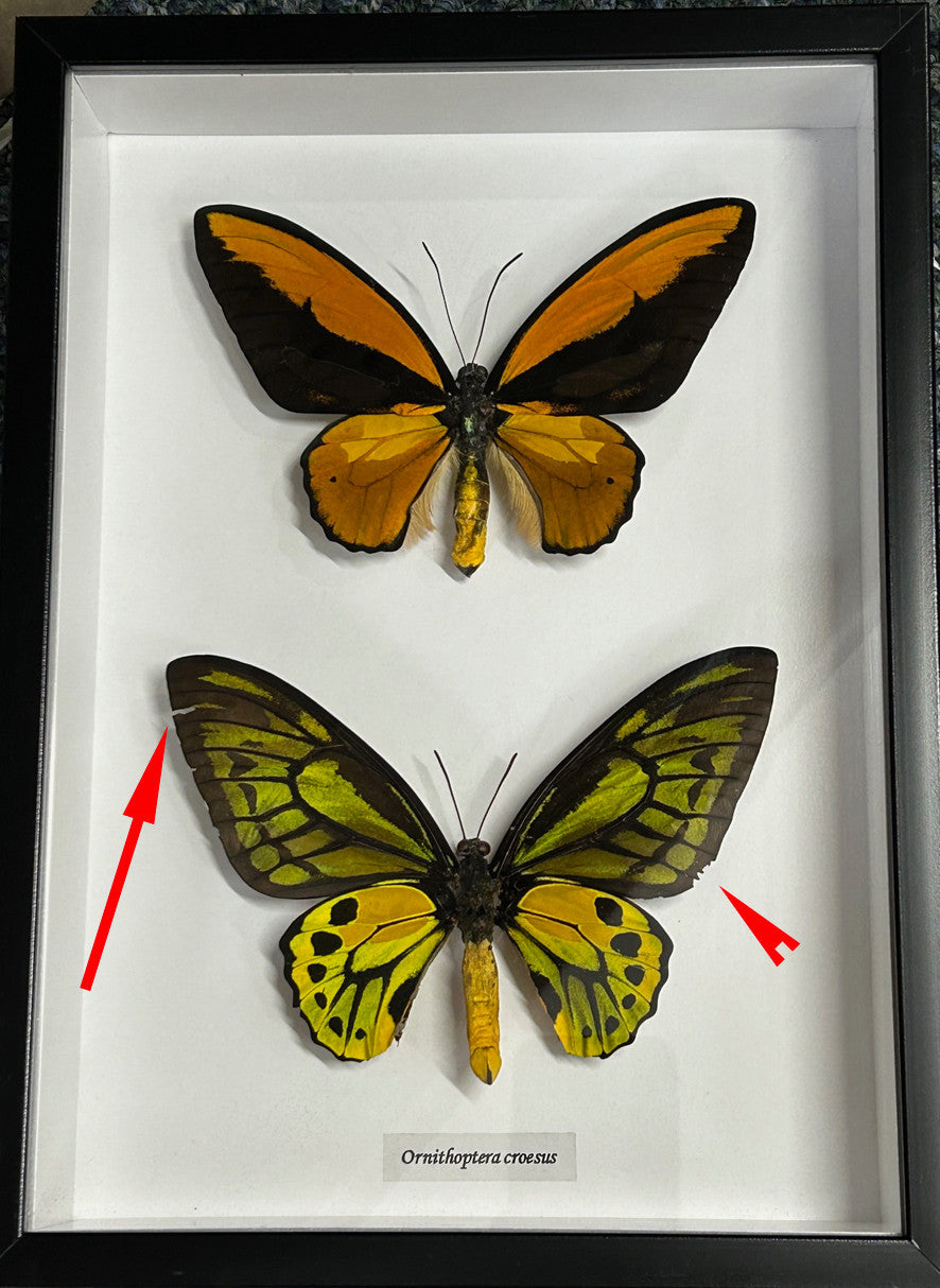 Ornithoptera croesus ventral and dorsal # HH ( special )