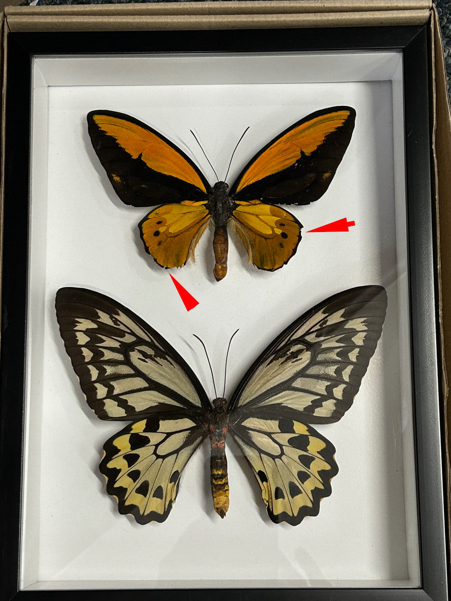 Ornithoptera croesus male & female  ( special )