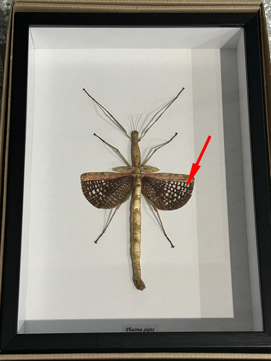 Phasma   ( special )