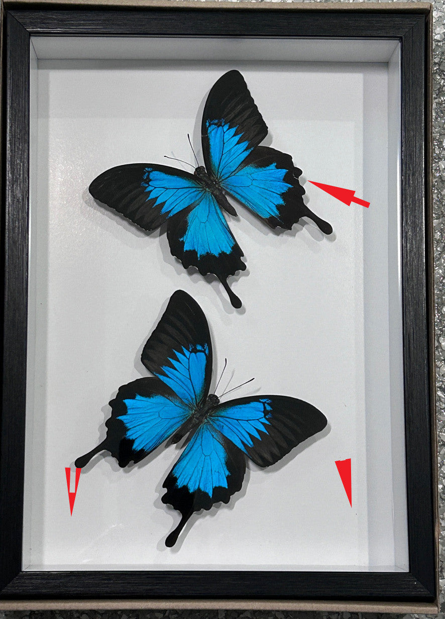 Papilio ulysses # P2   (special)