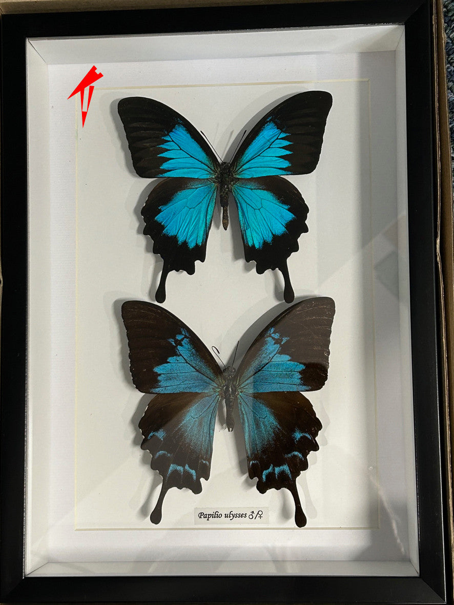 Papilio ulysses male female ( special )