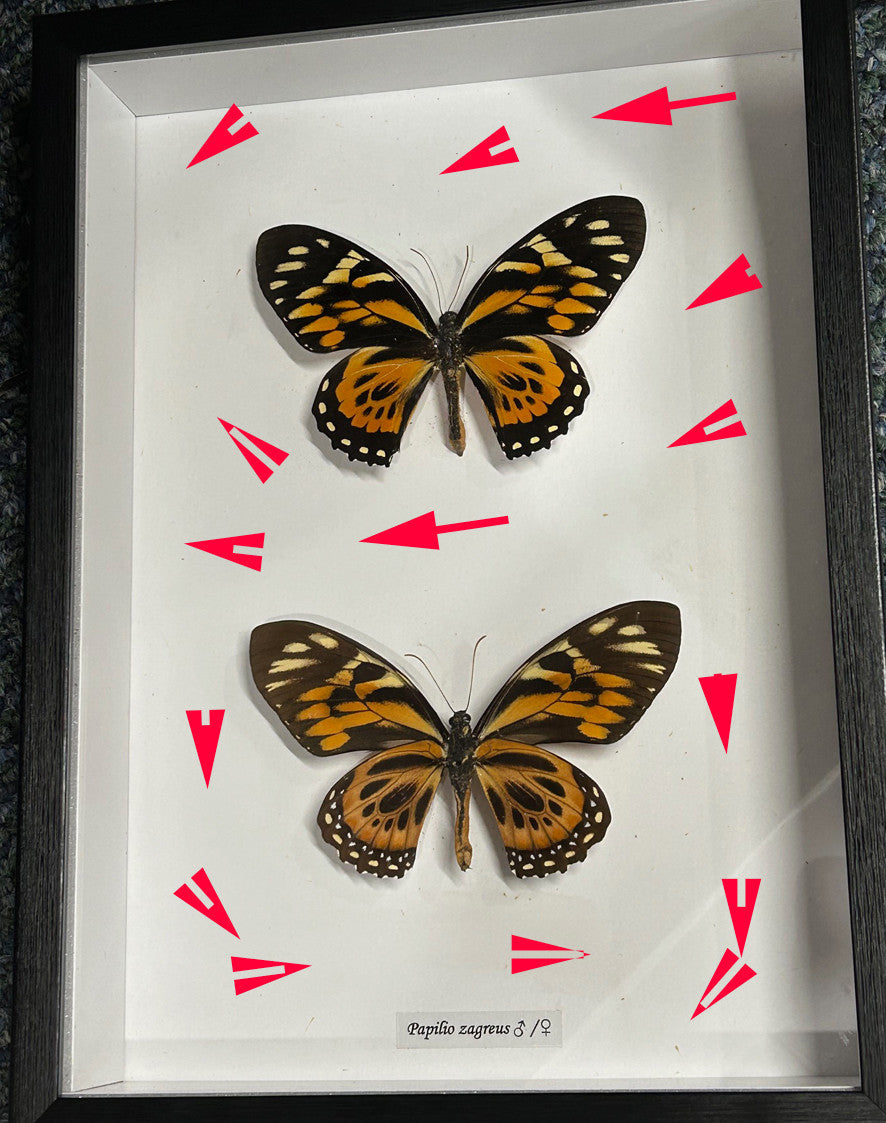 Papilio zagreus ventral / dorsal ( special )