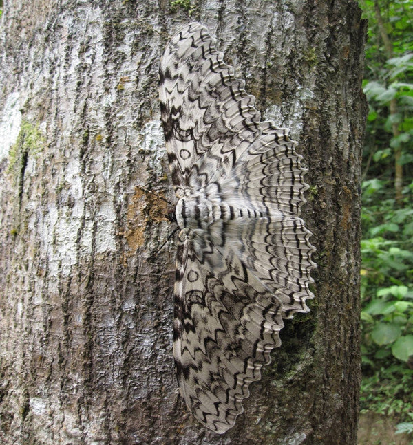Thysania agrippina Bits & Bugs 