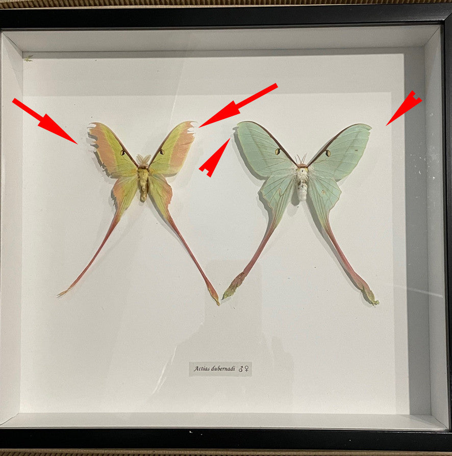 Actias dubernardi  Male + Female #52 ( special )