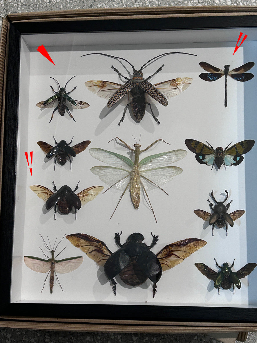 Beetle combination variation 2 ( special )