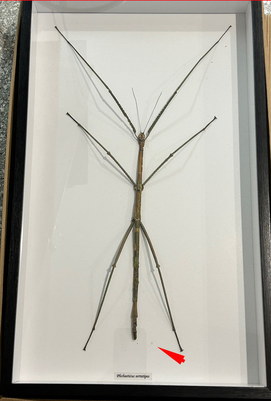 Phobaeticus serratipes # 3 ( Gigantic !!! ) Special