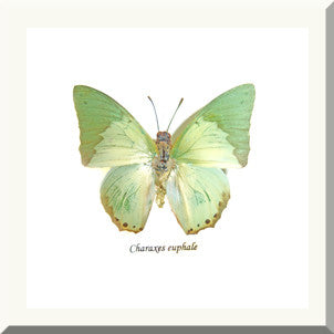 Charaxes eupale in white frame