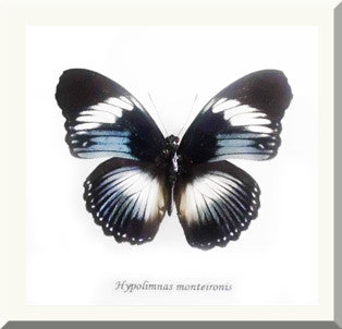 Real butterfly Hypolimnas monteironis Bits&Bugs