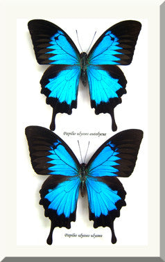 Australian butterfly Dunk Island Papilio ulysses