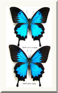 Australian butterfly Dunk Island Papilio ulysses
