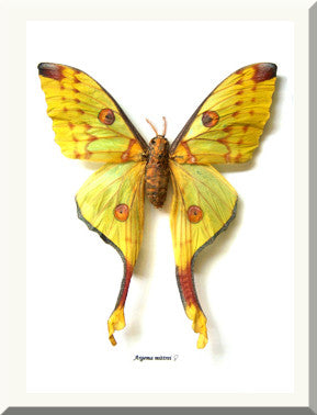 Argema mittrei female in white frame