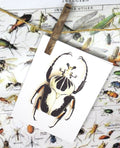 insect bug  bees entomology taxidermy for sale Bits and Bugs