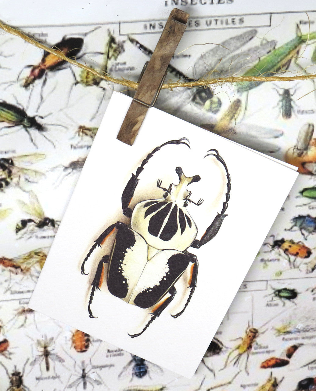 insect bug  bees entomology taxidermy for sale Bits and Bugs