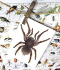 insect bug  bees entomology taxidermy for sale Bits and Bugs