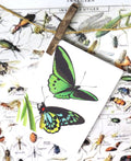 insect bug  bees entomology taxidermy for sale Bits and Bugs