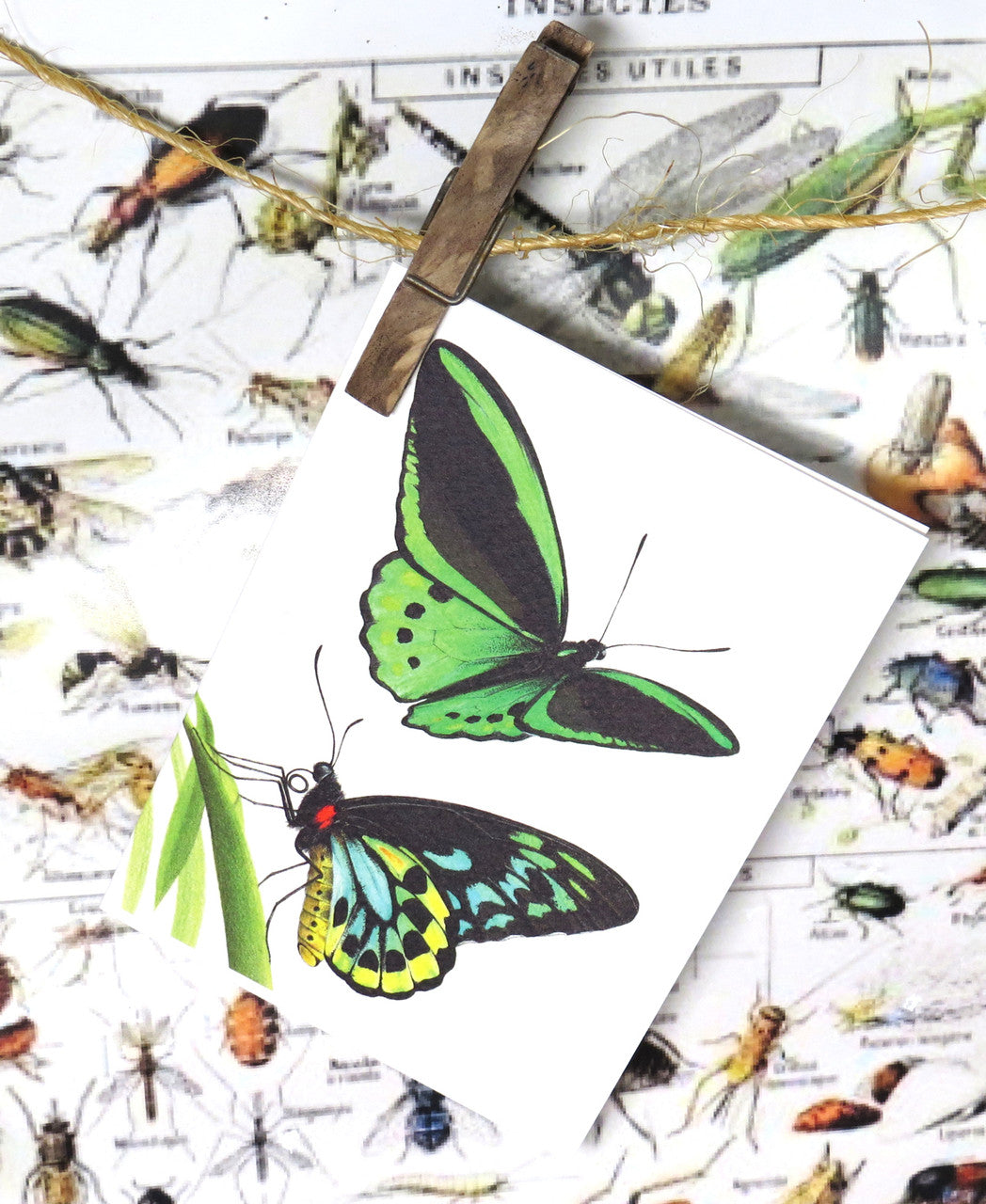 insect bug  bees entomology taxidermy for sale Bits and Bugs