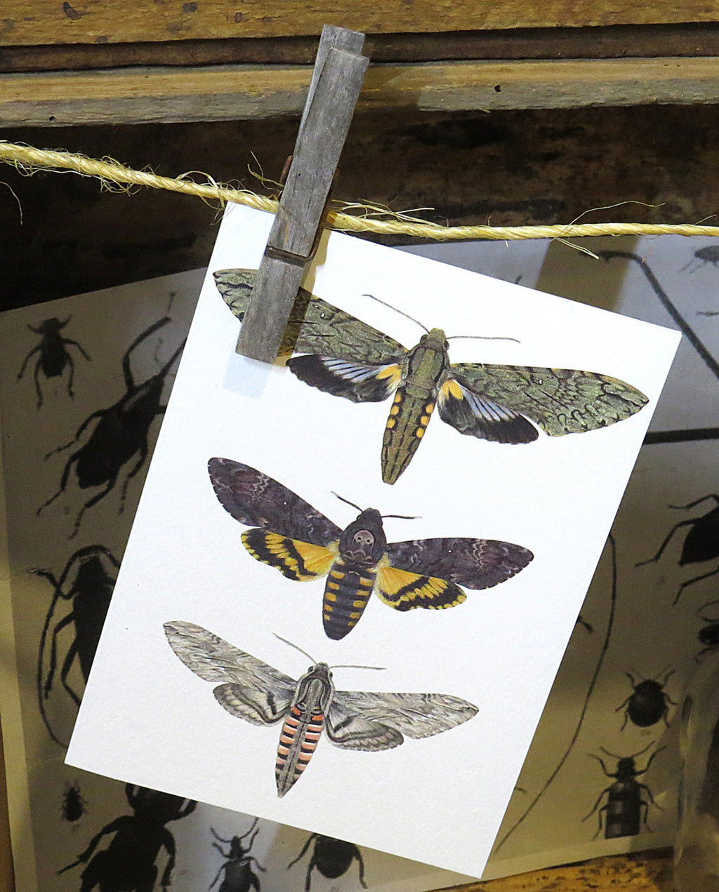 Bug Card 7