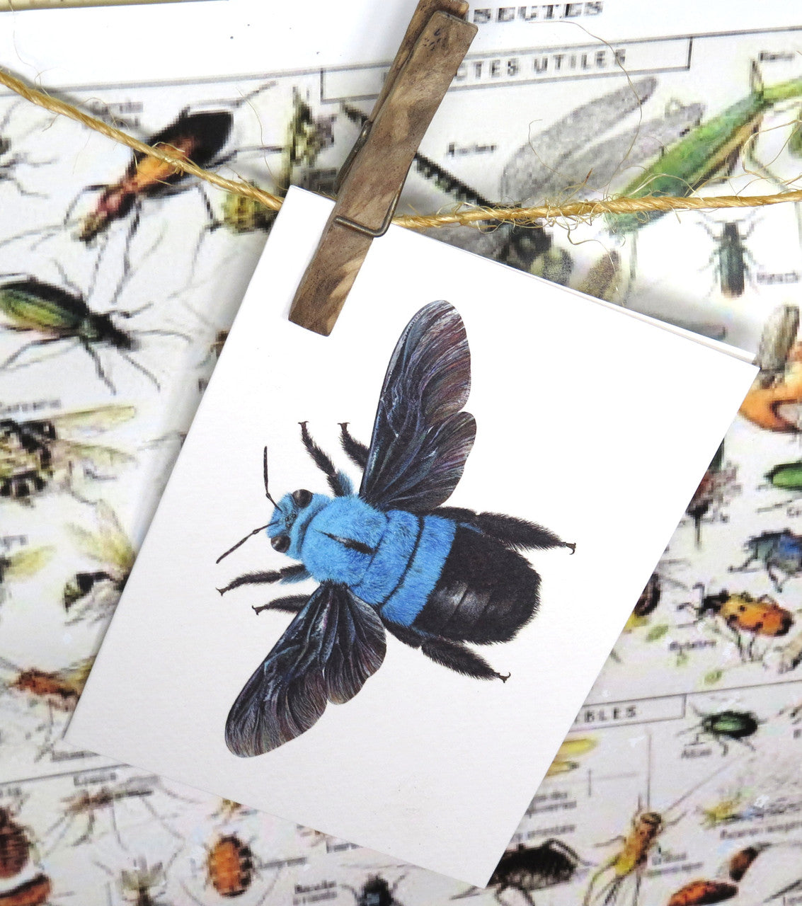 insect bug  bees entomology taxidermy for sale Bits and Bugs