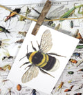 insect bug  bees entomology taxidermy for sale Bits and Bugs
