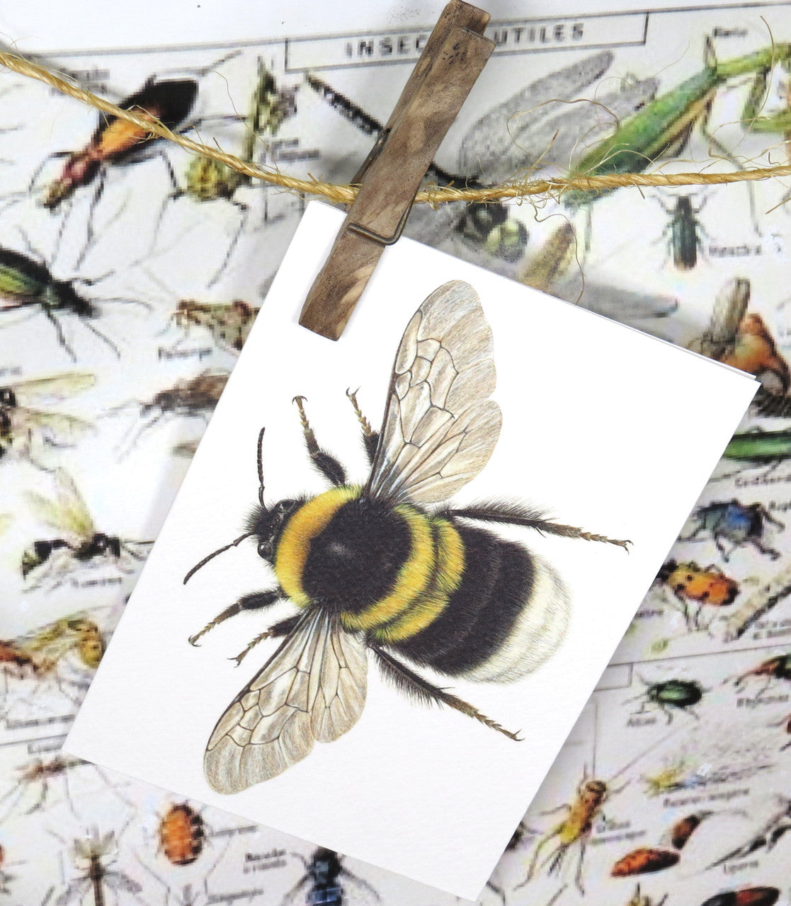 insect bug  bees entomology taxidermy for sale Bits and Bugs